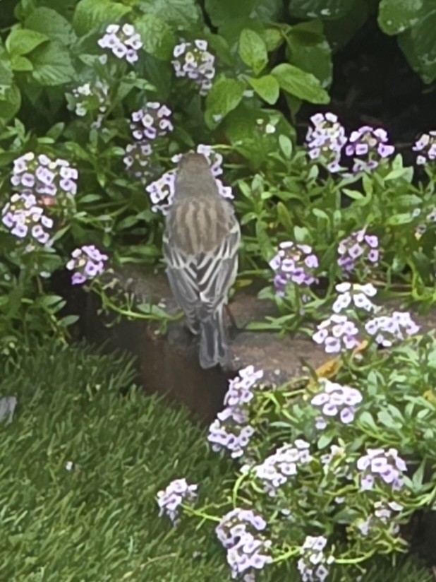 Yellow-rumped Warbler - ML645583796
