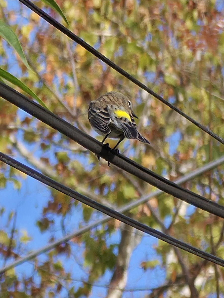 Yellow-rumped Warbler - ML645583797