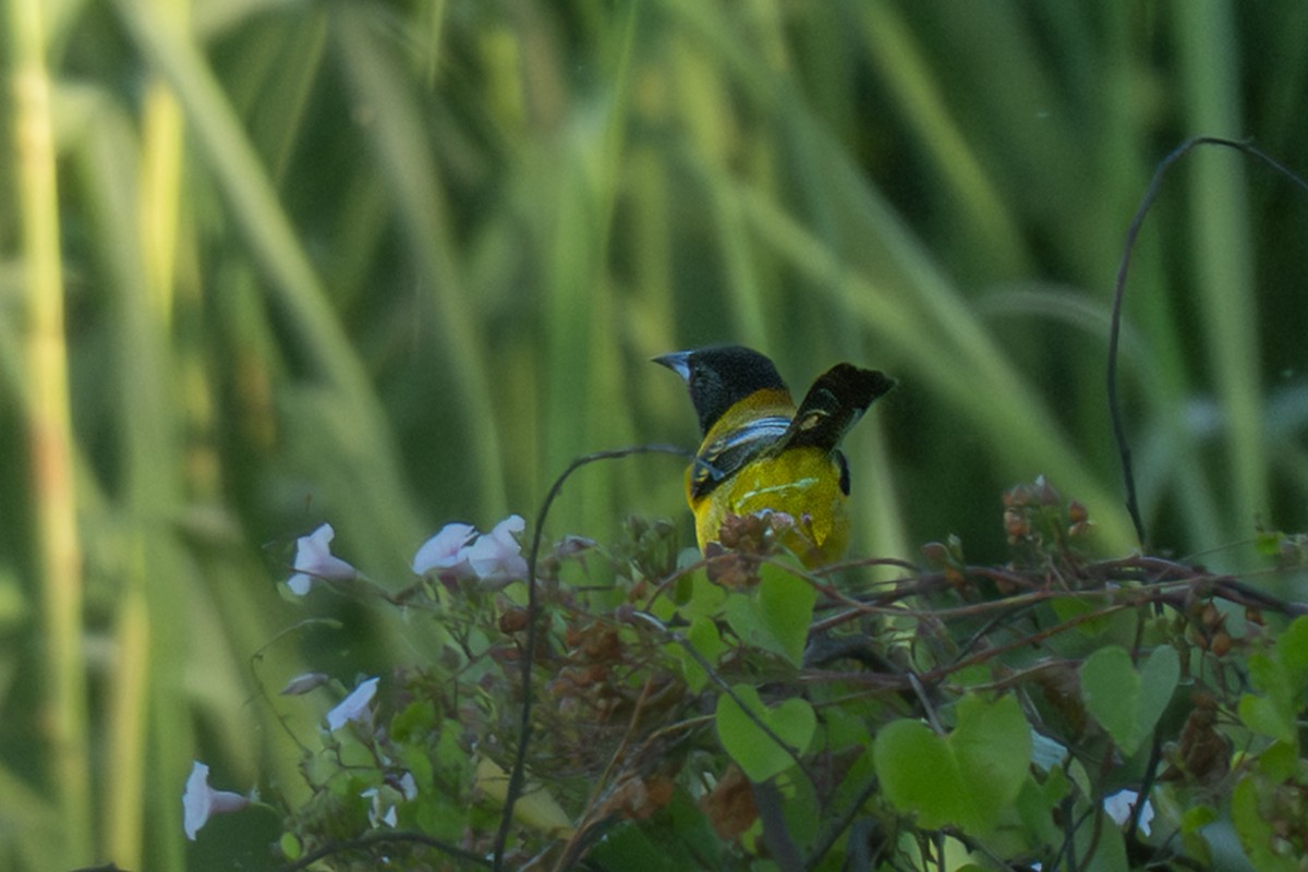 sitrontrupial - ML645583799