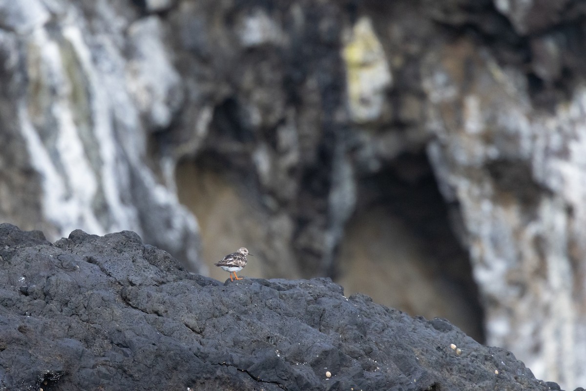 steinvender - ML645583800