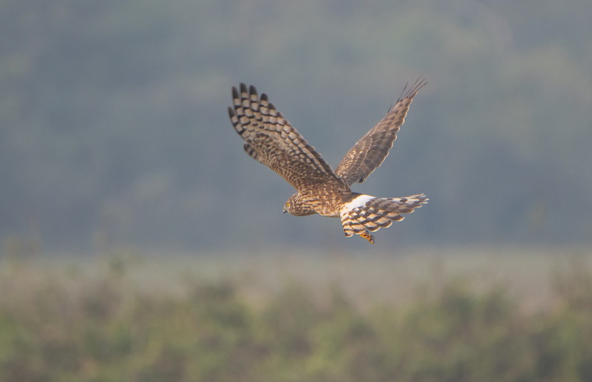 Hen Harrier - ML645583802