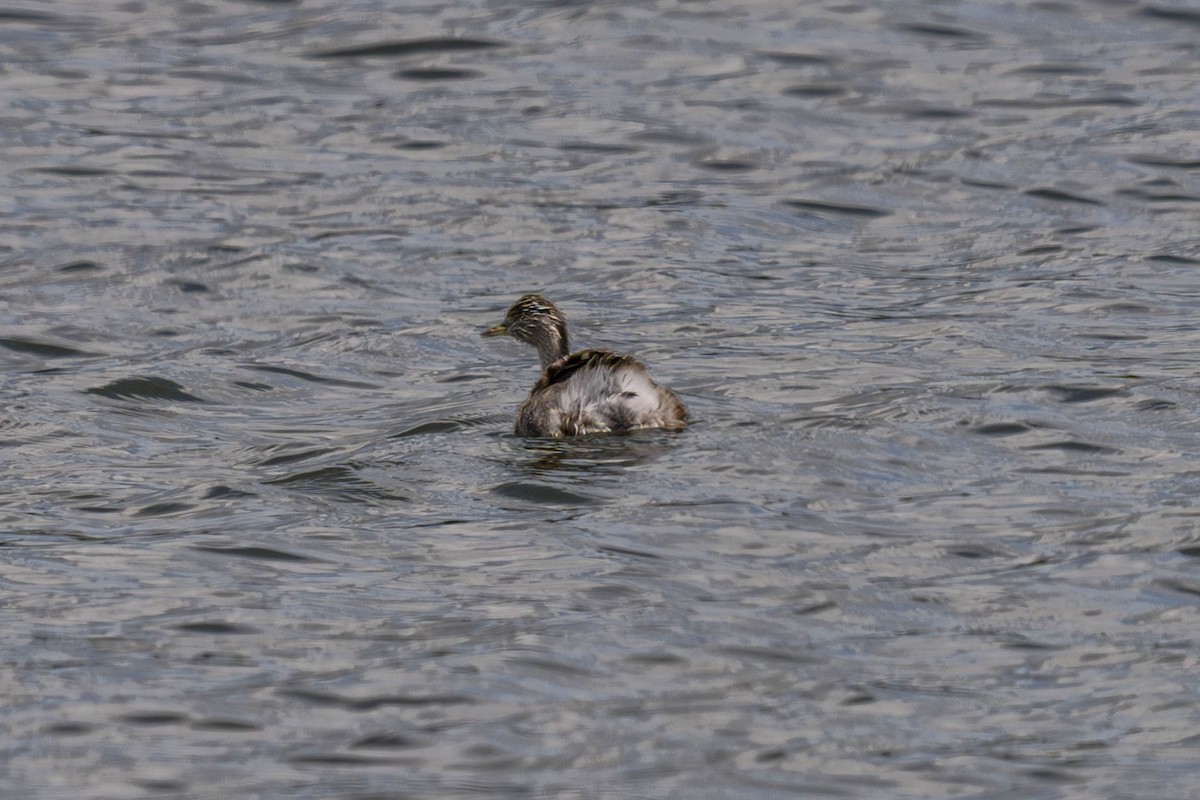 sølvhodedykker - ML645583803