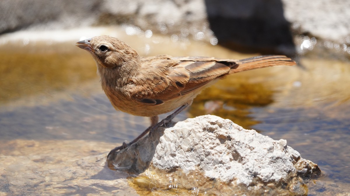 nomadespurv - ML645583804