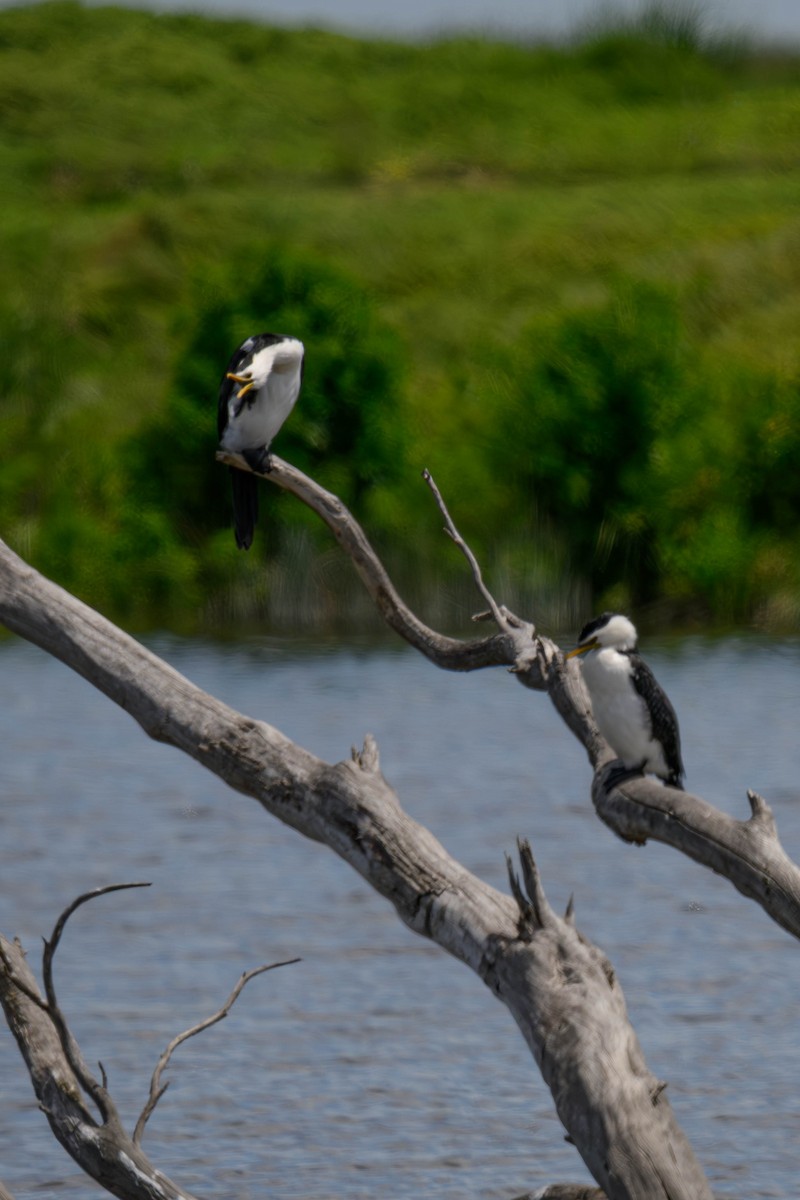 kortnebbskarv - ML645583806