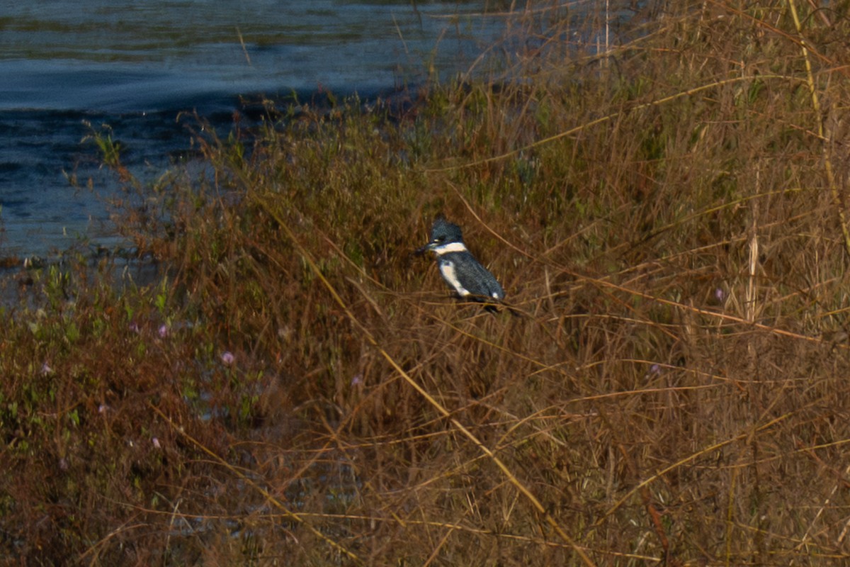 belteisfugl - ML645583807