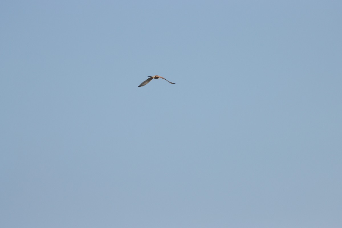 tårnfalk - ML645583808