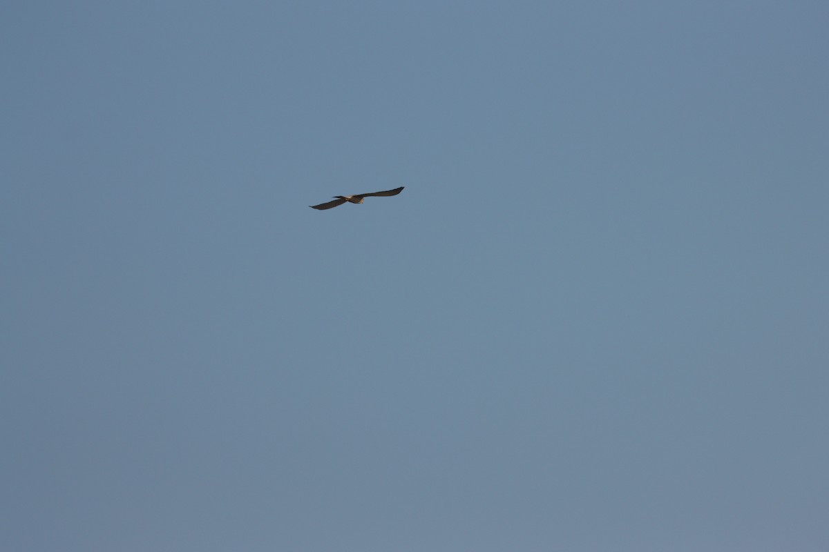 tårnfalk - ML645583809