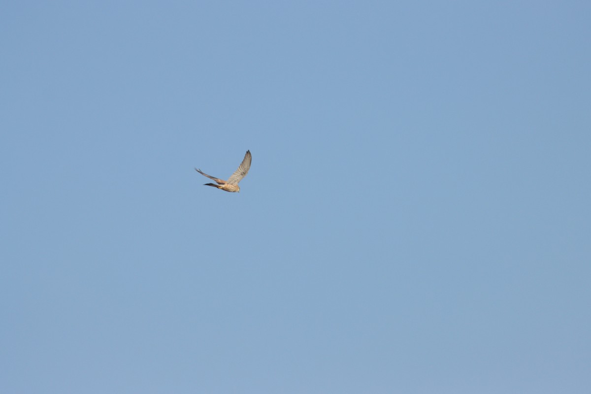 tårnfalk - ML645583810