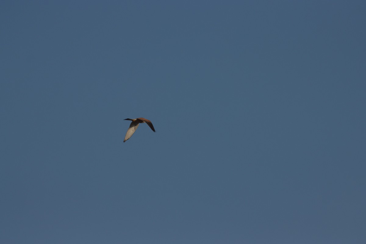 tårnfalk - ML645583811