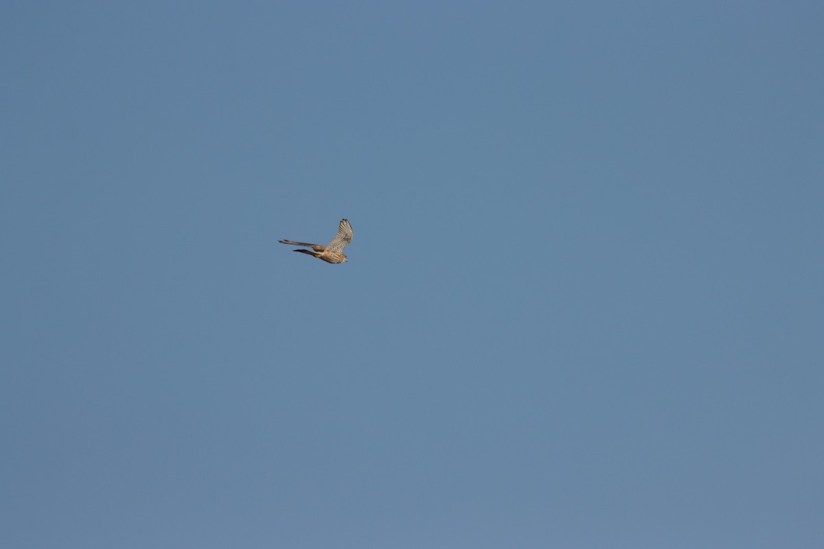 tårnfalk - ML645583812