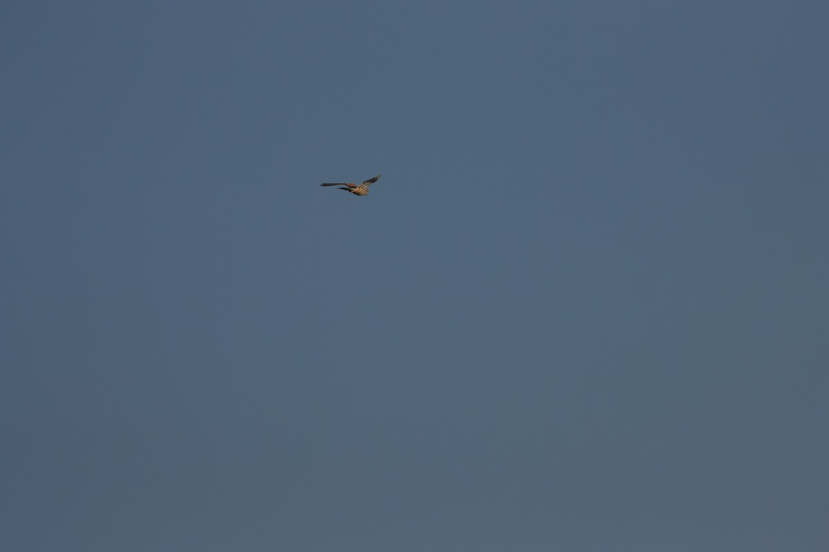 tårnfalk - ML645583813