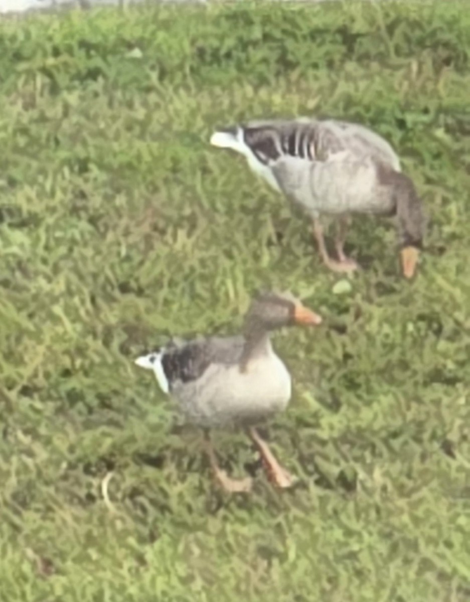 grågås - ML645583814