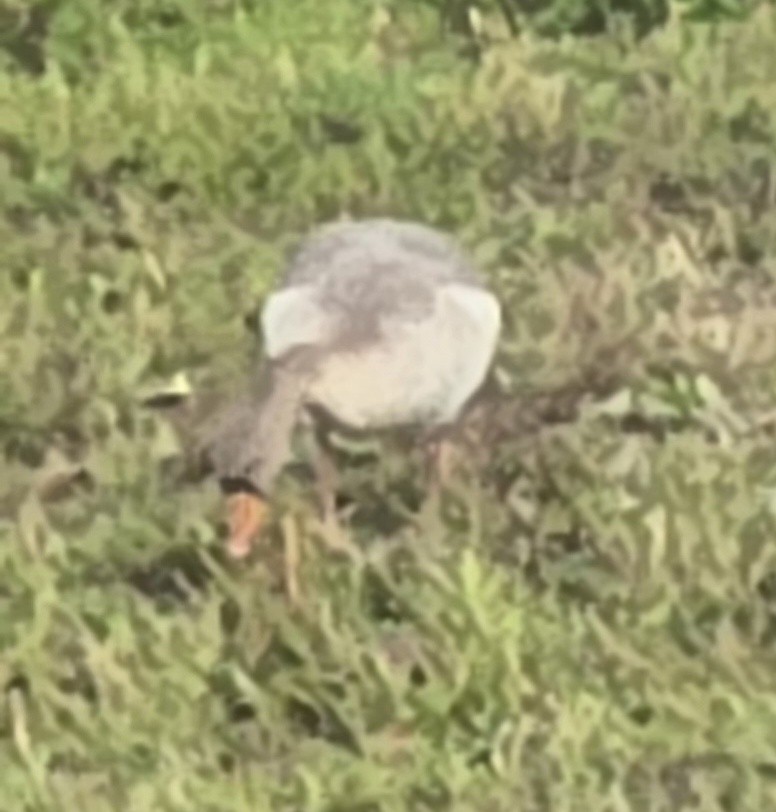 grågås - ML645583815