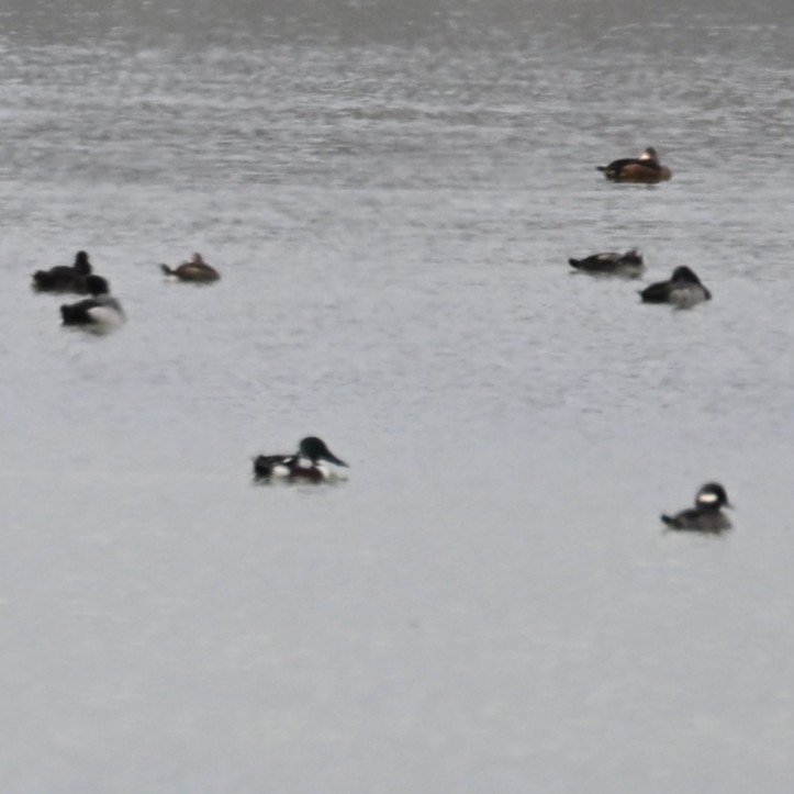 skjeand - ML645583816