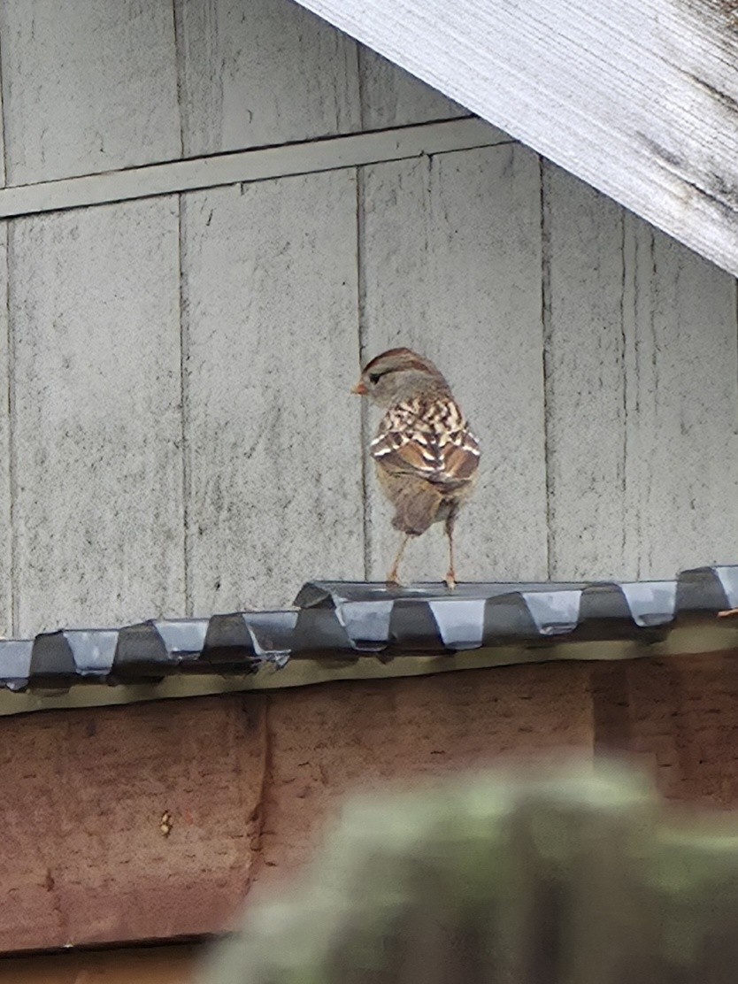 hvitkronespurv - ML645583817