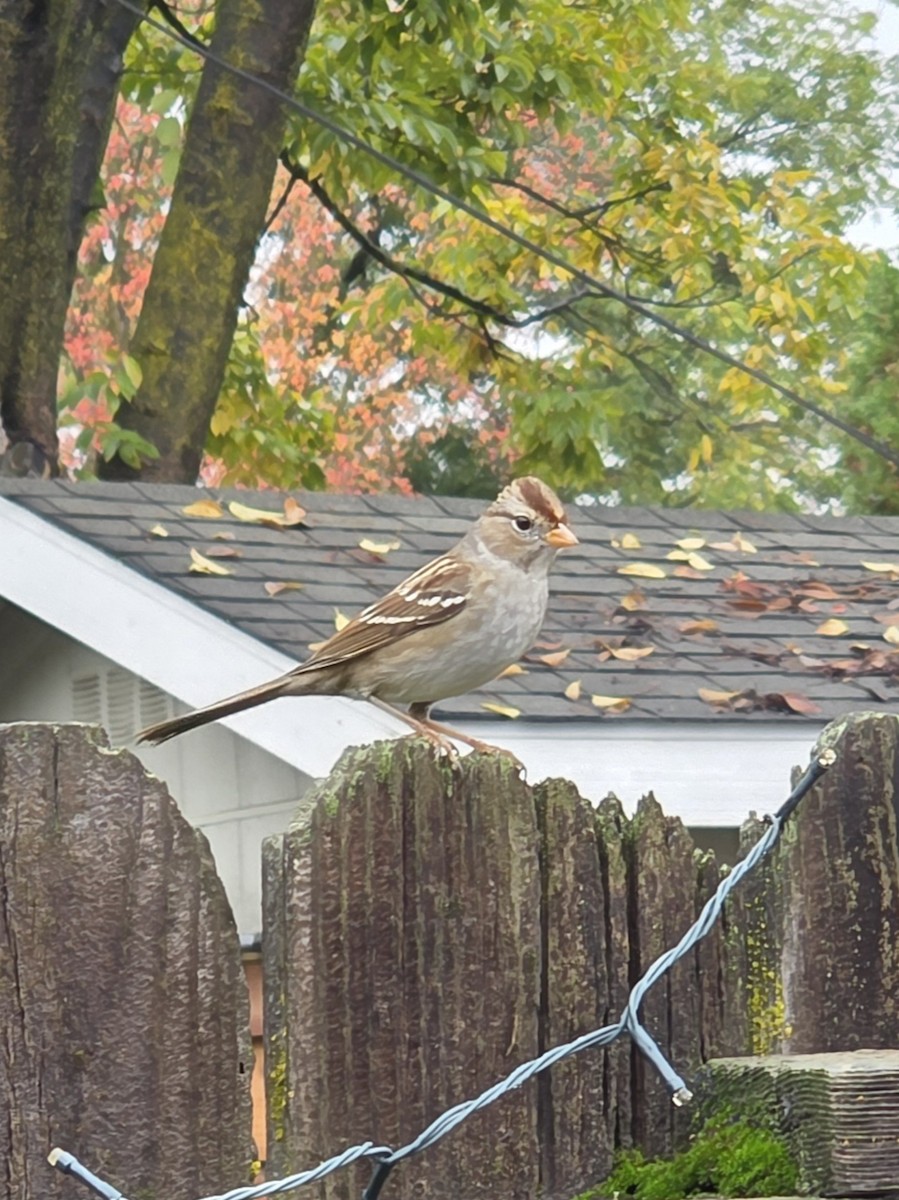 hvitkronespurv - ML645583818