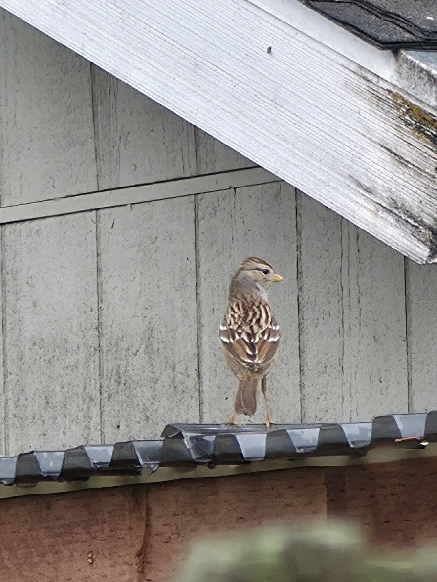 hvitkronespurv - ML645583819