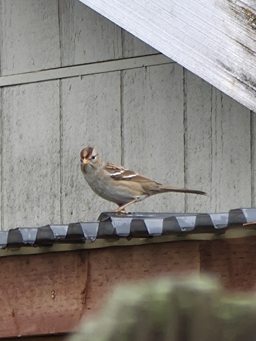 hvitkronespurv - ML645583820