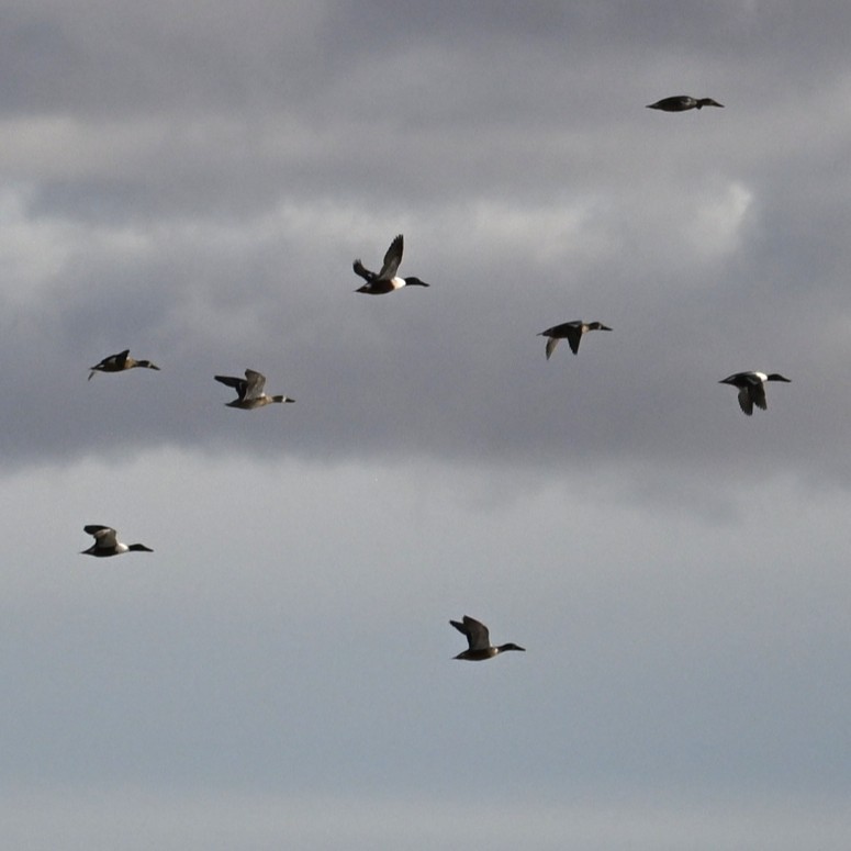 skjeand - ML645583821