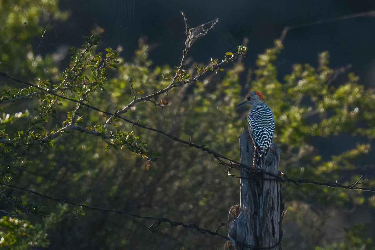 mesquitespett - ML645583822