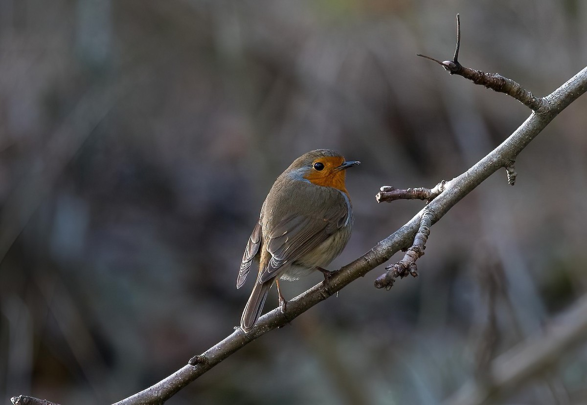 rødstrupe - ML645583823