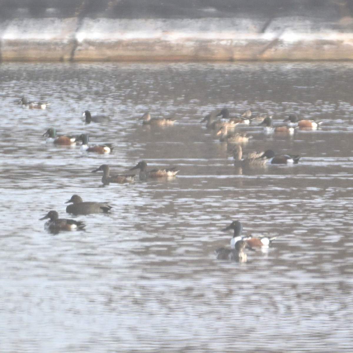 skjeand - ML645583824