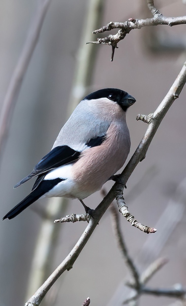 dompap (pyrrhula gr.) - ML645583825