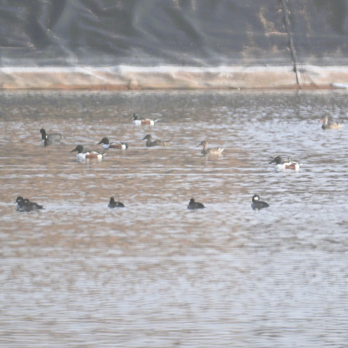 skjeand - ML645583826