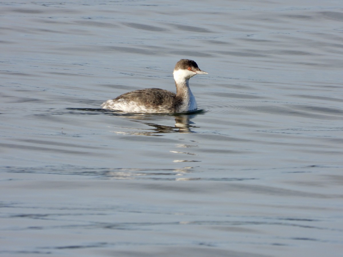 horndykker - ML645583827