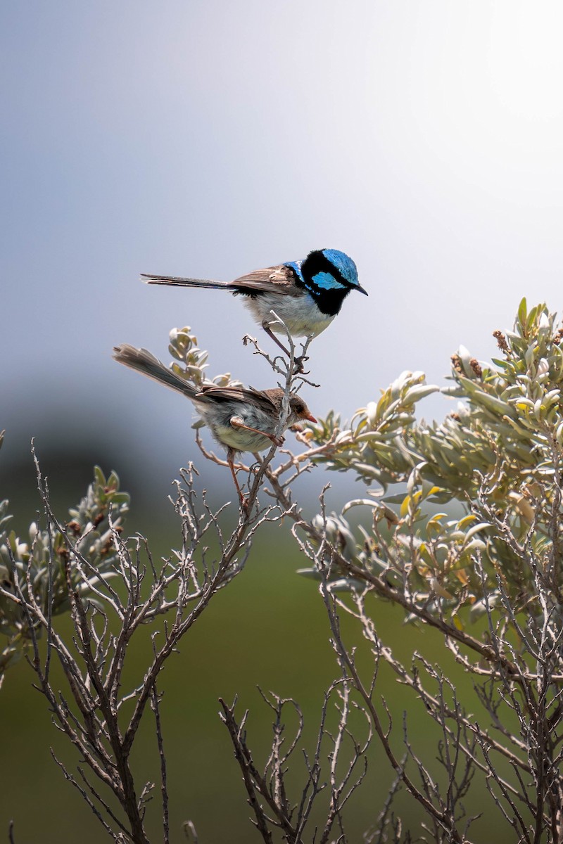 blåalvesmett - ML645583828