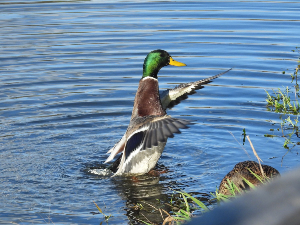 stokkand - ML645583829