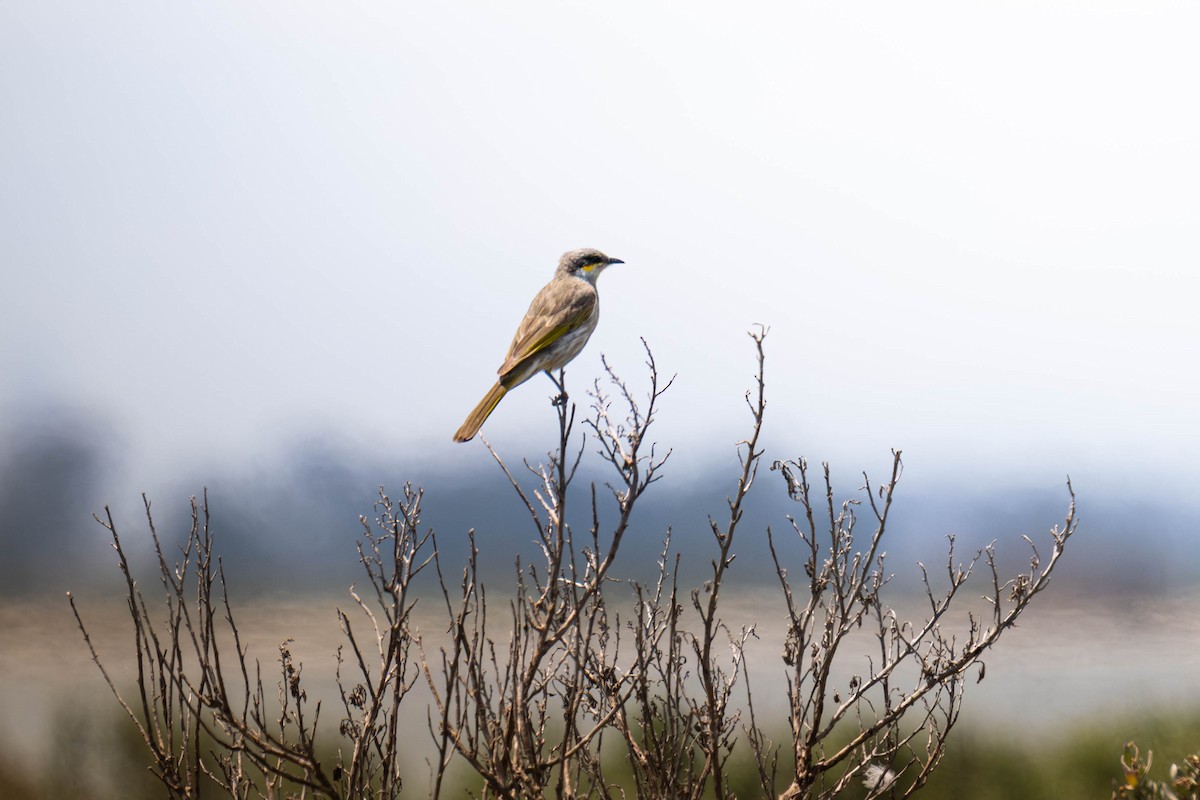 sanghonningeter - ML645583830