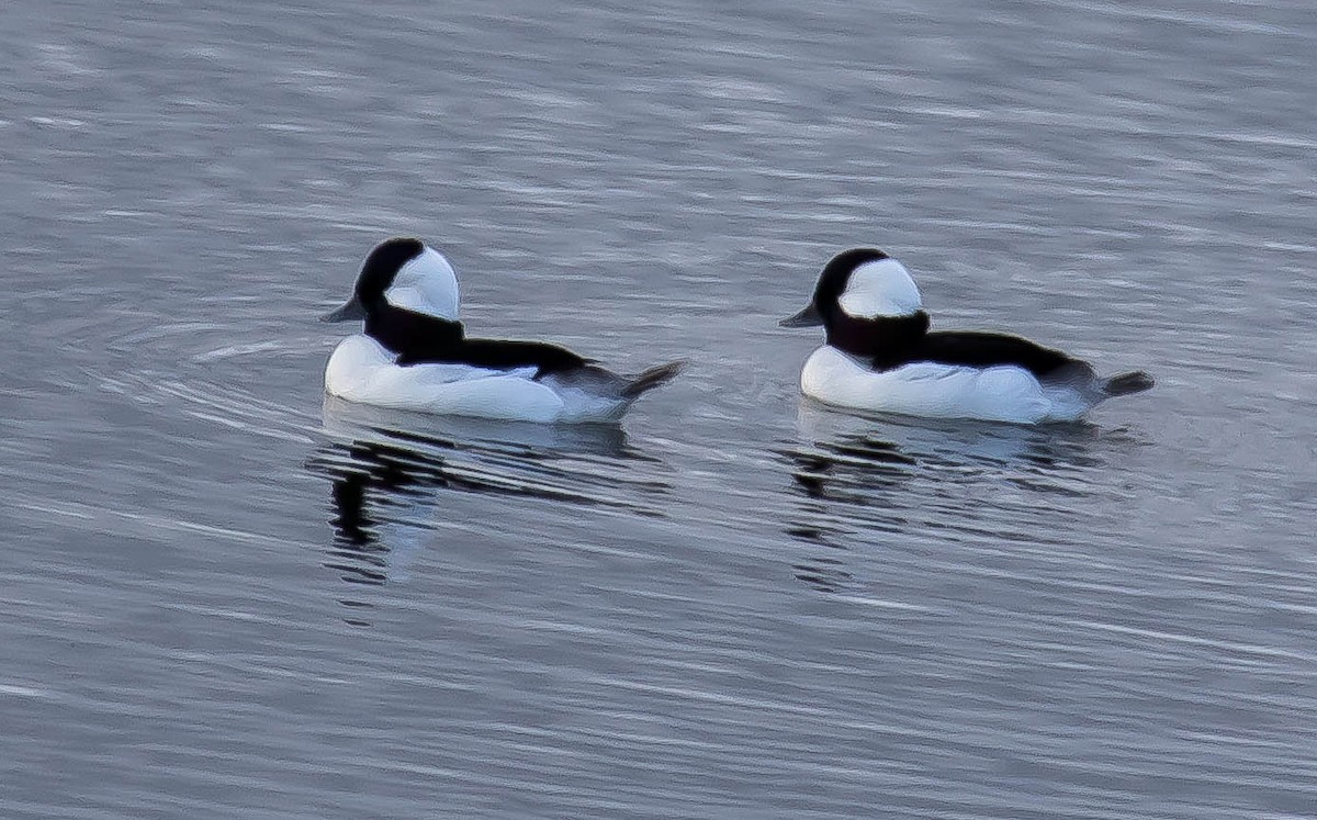 bøffeland - ML645583831