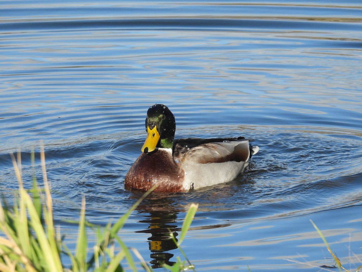 stokkand - ML645583832