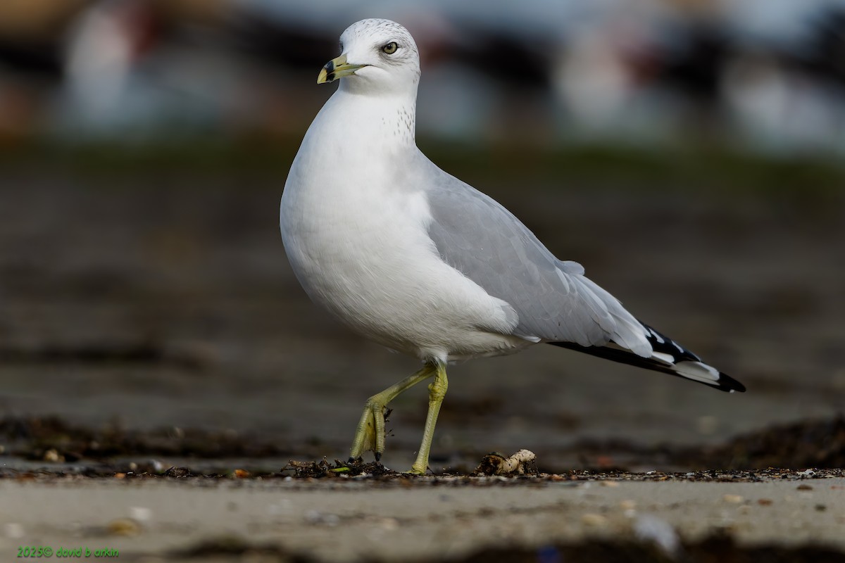 Delawareko kaioa - ML645583841