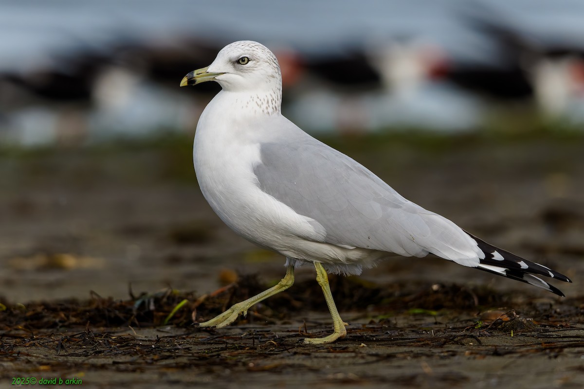 Delawareko kaioa - ML645583842