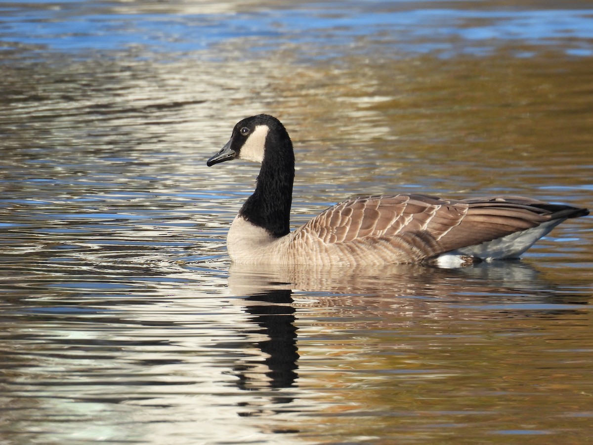 Canada Goose - ML645583849