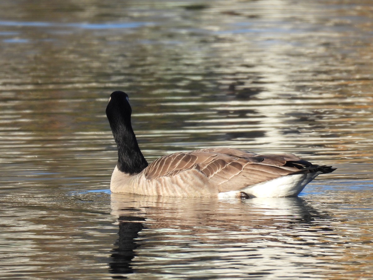 Canada Goose - ML645583850