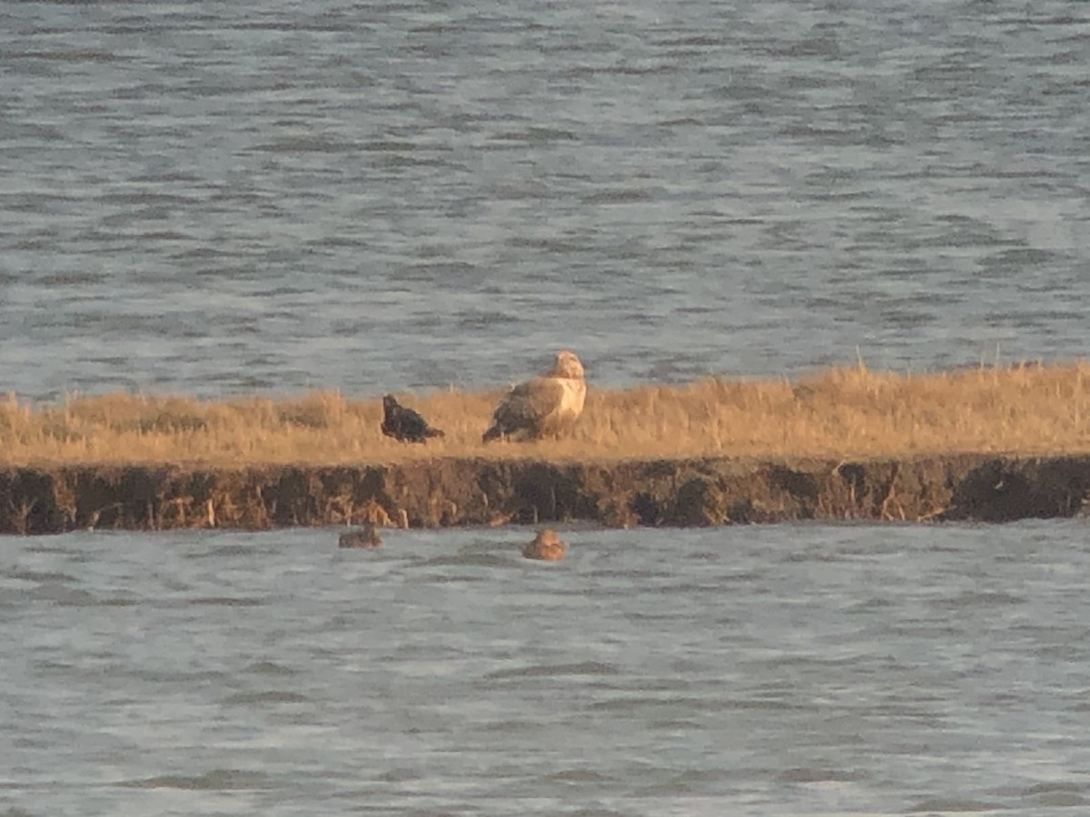 Upland Buzzard - ML645583853