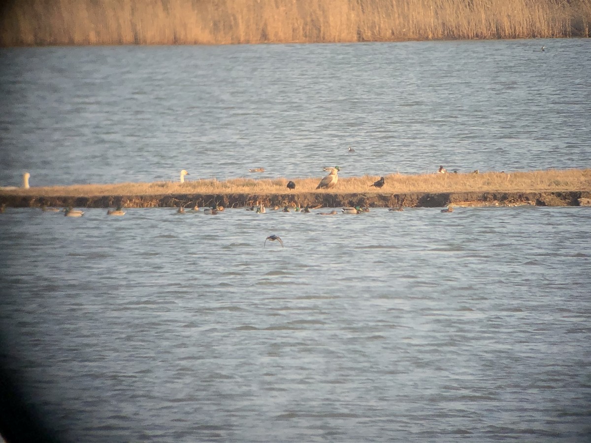 Upland Buzzard - ML645583854