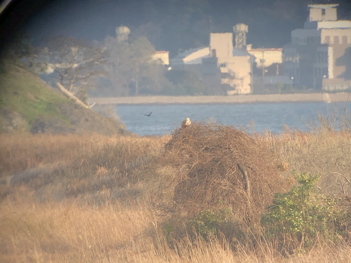 Upland Buzzard - ML645583855