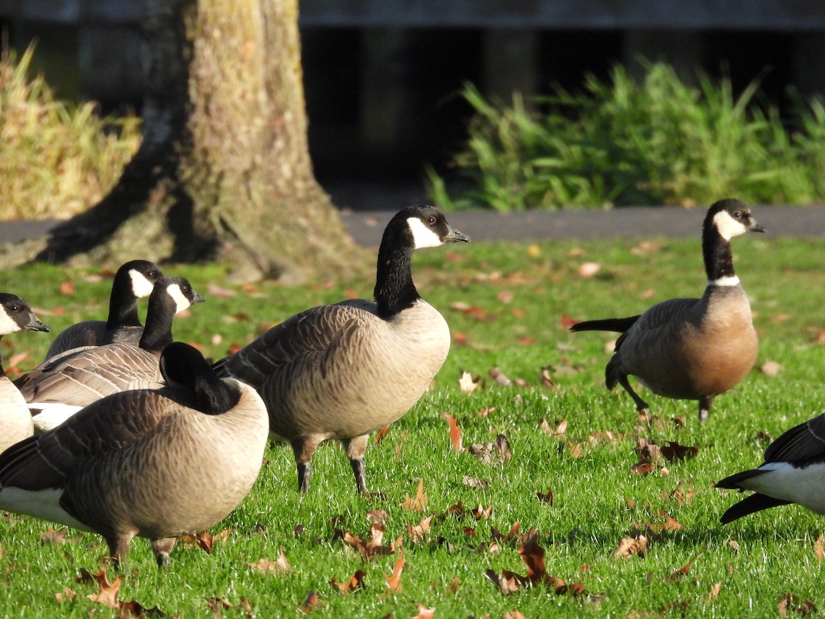 小加拿大雁 - ML645583862
