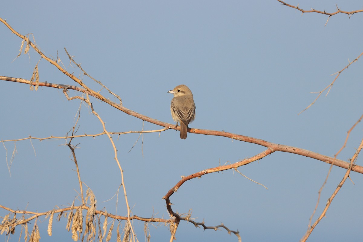 Isabelline Shrike - ML645583865