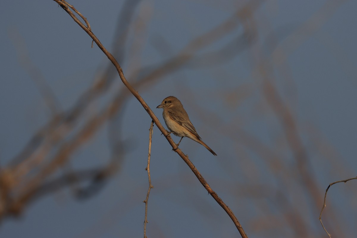 Isabelline Shrike - ML645583866