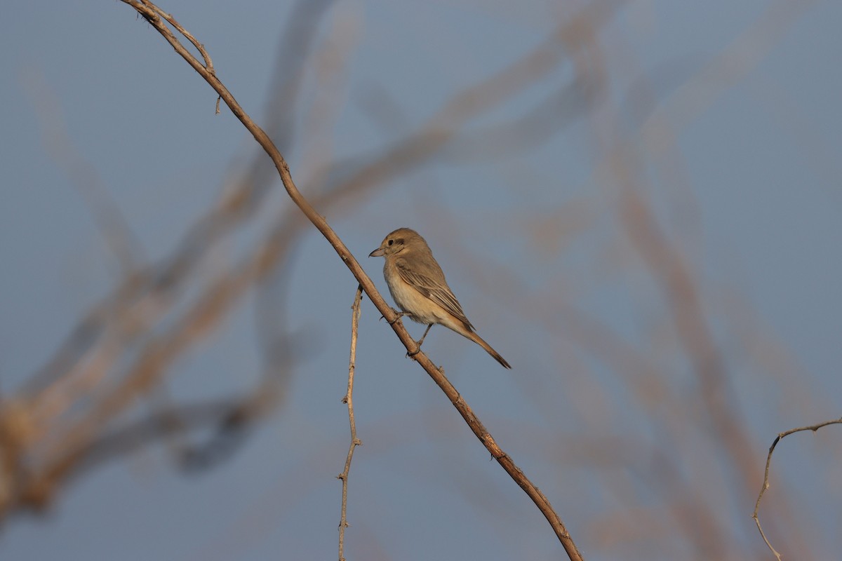 Isabelline Shrike - ML645583867