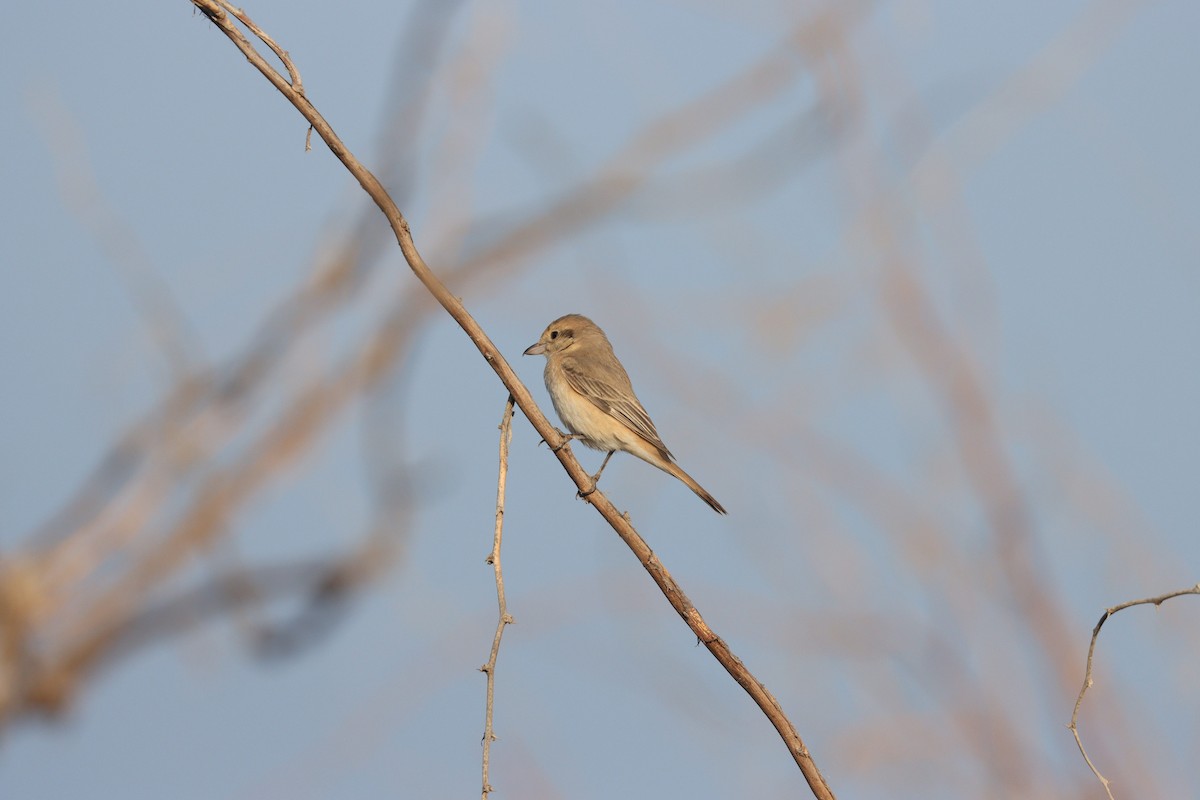 Isabelline Shrike - ML645583868