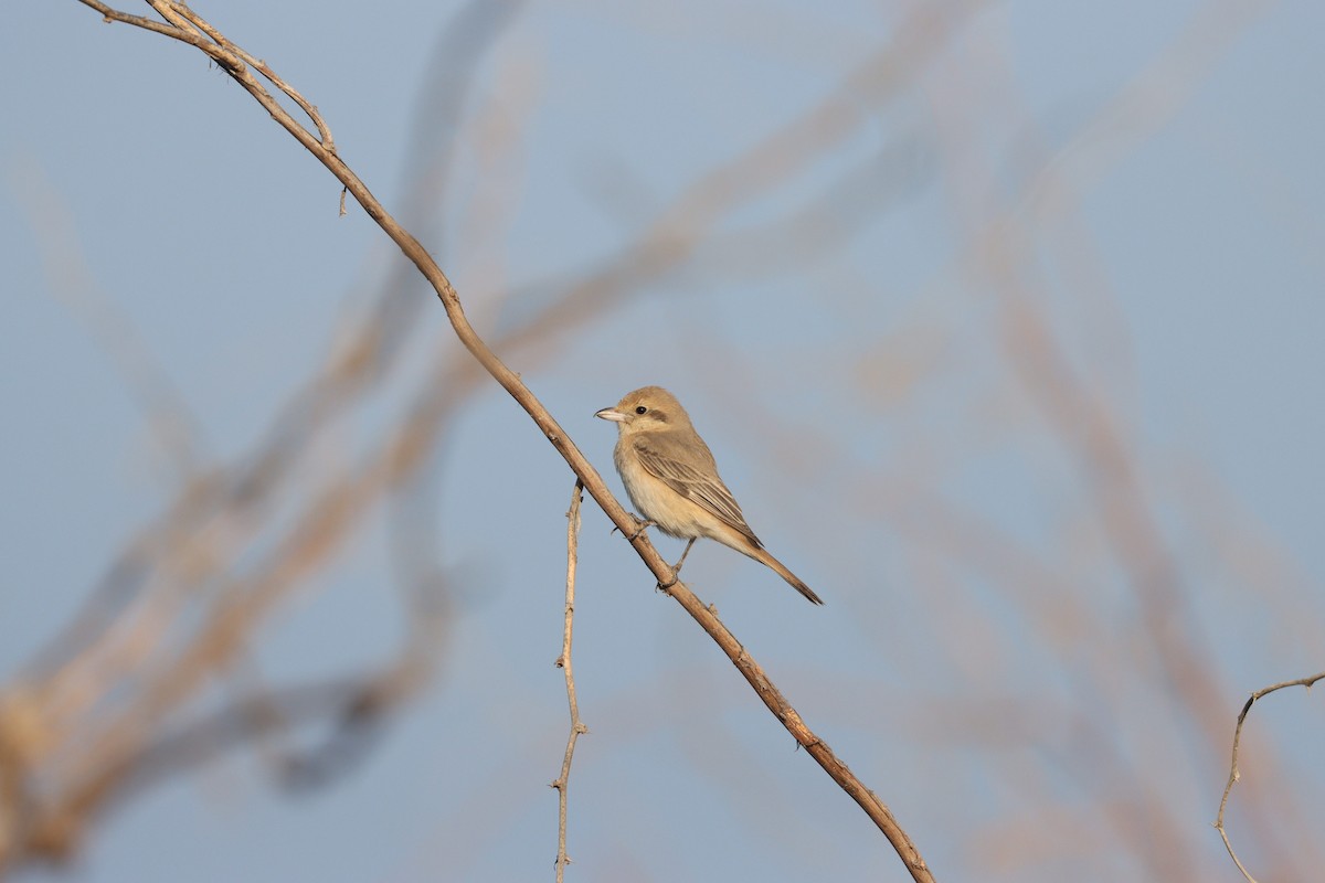 Isabelline Shrike - ML645583869