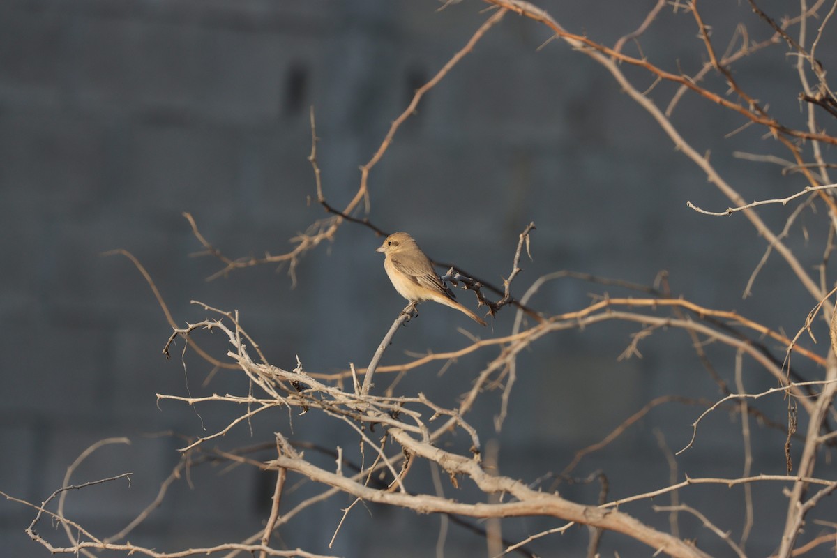 Isabelline Shrike - ML645583870