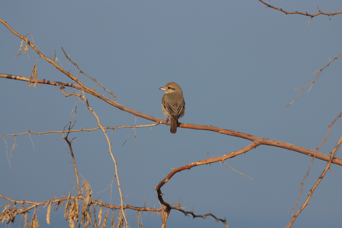 Isabelline Shrike - ML645583871
