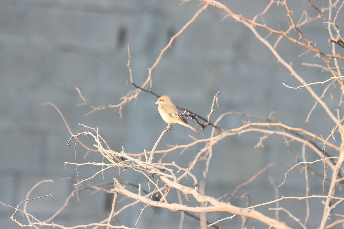 Isabelline Shrike - ML645583872